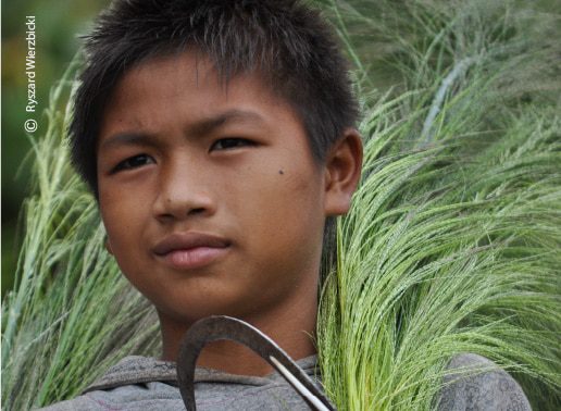 Haymaker, by Ryszard Wierzbicki Haymaker, by Ryszard Wierzbicki - Photojournalism, Award-Winning Photography, Candid Photography, Ryszard Wierzbicki, Photo of the Day