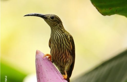 Streaked Spiderhunter, by Saniar Rahman Rahul - Wildlife Photography, Photo of the Day, Photography Awards, Nature Photography, Art Photography