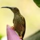 Streaked Spiderhunter, by Saniar Rahman Rahul Streaked Spiderhunter, by Saniar Rahman Rahul - Wildlife Photography, Photo of the Day, Photography Awards, Nature Photography, Art Photography
