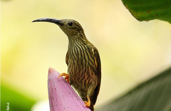 Streaked Spiderhunter, by Saniar Rahman Rahul Streaked Spiderhunter, by Saniar Rahman Rahul - Wildlife Photography, Photo of the Day, Photography Awards, Nature Photography, Art Photography