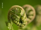 Fern in Spring, by Ola Cedell - Photo of the Day, Close-up Photography, Nature Photography, Award Winning Photography, Photography Courses