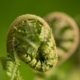Fern in Spring, by Ola Cedell Fern in Spring, by Ola Cedell - Photo of the Day, Close-up Photography, Nature Photography, Award Winning Photography, Photography Courses