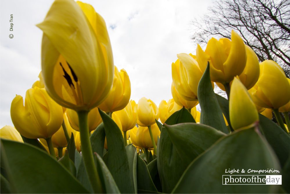 Dutch Gold, by Diep Tran Dutch Gold, by Diep Tran - Nature Photography, Photography Awards, Photo of the Day, Art Photography, Online Photography Courses