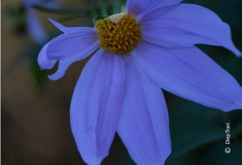 Purple Delight, by Diep Tran - Art Photography, Photo of the Day, Color Photography, Photography Awards, Fine Art Photography