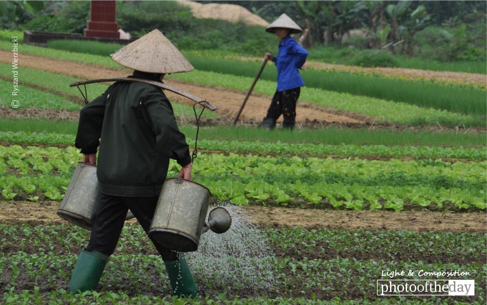 Watering Plants, by Ryszard Wierzbicki Watering Plants, by Ryszard Wierzbicki - Travel Photography, Photo of the Day, Award Winning Photography, Ryszard Wierzbicki, Photography Awards