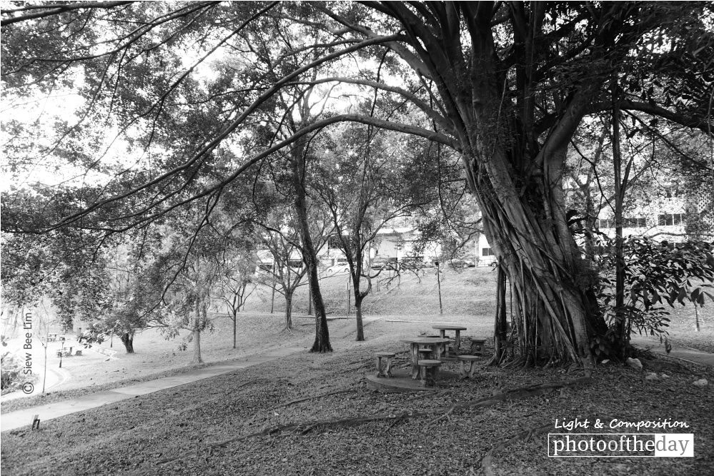 An Old Tree, by Siew Bee Lim An Old Tree, by Siew Bee Lim - Black and White Photography, Photo of the Day, Photojournalism, Art Photography, Photography Awards