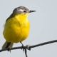 Blue Headed Wagtail, by Rob van der Waal Blue Headed Wagtail, by Rob van der Waal - Wildlife Photography, Bird Photography, Photo of the Day, Nature Photography, Photography Awards