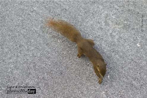 A Squirrel, by Siew Bee Lim - Wildlife Photography, Photo of the Day, Photography Awards, Squirrel Photography, Online Photography Courses