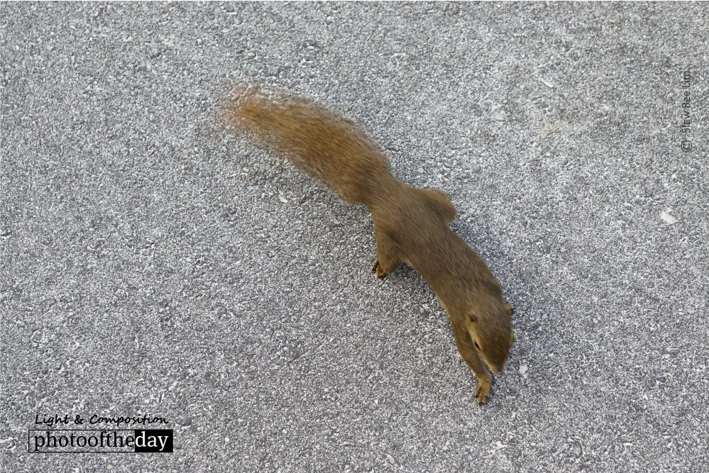 A Squirrel, by Siew Bee Lim A Squirrel, by Siew Bee Lim - Wildlife Photography, Photo of the Day, Photography Awards, Squirrel Photography, Online Photography Courses