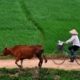 A Cyclist, a Cow, and the Green Field, by Ryszard Wierzbicki - Travel Photography, Photo of the Day, Photography Awards, Ryszard Wierzbicki, Art Photography
