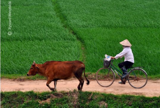 A Cyclist, a Cow, and the Green Field, by Ryszard Wierzbicki A Cyclist, a Cow, and the Green Field, by Ryszard Wierzbicki - Travel Photography, Photo of the Day, Photography Awards, Ryszard Wierzbicki, Art Photography