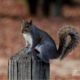A Squirrel on the Post, by Thomas Vasas - Wildlife Photography, Photo of the Day, Photography Awards, Nature Photography, Thomas Vasas