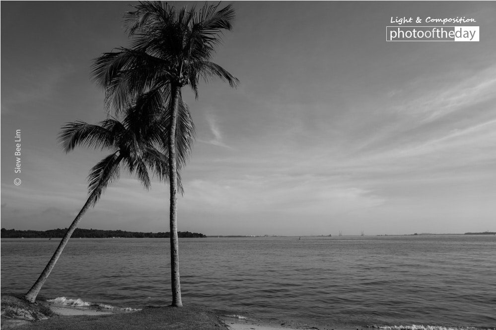 Coconut Trees, by Siew Bee Lim Coconut Trees, by Siew Bee Lim - Black and White Photography, Photo of the Day, Photography Awards, Art Photography, Online Photography Courses