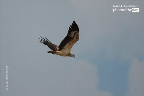 White-bellied Sea Eagle, by Saniar Rahman Rahul - White-bellied Sea Eagle, Wildlife Photography, Nature Photography, Photo of the Day, Award Winning Photography