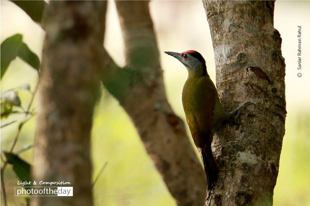Grey Headed WoodPecker, by Saniar Rahman Rahul - Wildlife Photography, Nature Photography, Photo of the Day, Grey-Headed Woodpecker, Photography Awards