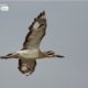 Grater Thick-knee, by Saniar Rahman Rahul Grater Thick-knee, by Saniar Rahman Rahul - Wildlife Photography, Photo of the Day, Nature Photography, Grater Thick-knee, Photography Awards