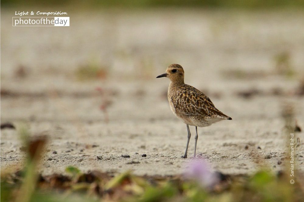 The Migratory Pacific Golden Plover, by Saniar Rahman Rahul The Migratory Pacific Golden Plover, by Saniar Rahman Rahul - Wildlife Photography, Pacific Golden Plover, Photography Awards, Photo of the Day, Nature Photography