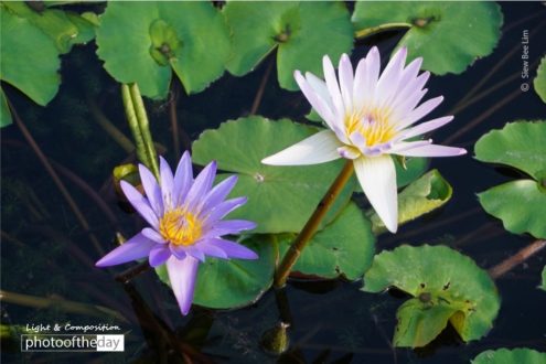 Lilies, by Siew Bee Lim - Lily Photography, Color Photography, Photo of the Day, Photography Awards, Light & Composition