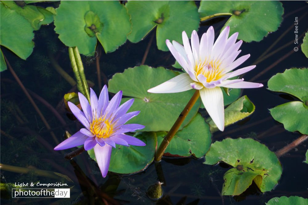 Lilies, by Siew Bee Lim Lilies, by Siew Bee Lim - Lily Photography, Color Photography, Photo of the Day, Photography Awards, Light & Composition