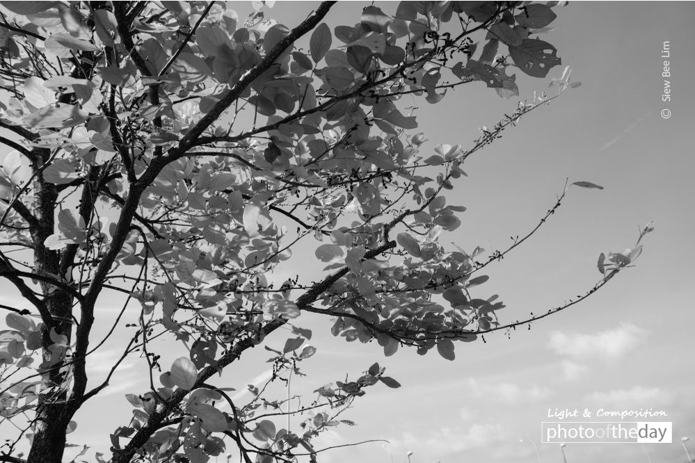 A Young Tree, by Siew Bee Lim A Young Tree, by Siew Bee Lim - Photo of the Day, Black and White Photography, Photography Awards, Art Photography, Online Photography Courses