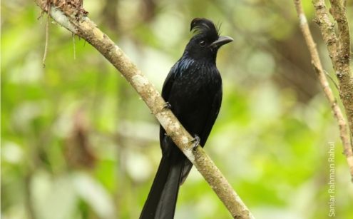 Greater Racket-tailed Drongo, by Saniar Rahman Rahul - Wildlife Photography, Photo of the Day, Photography Awards, Bird Photography, Greater Racket-tailed Drongo