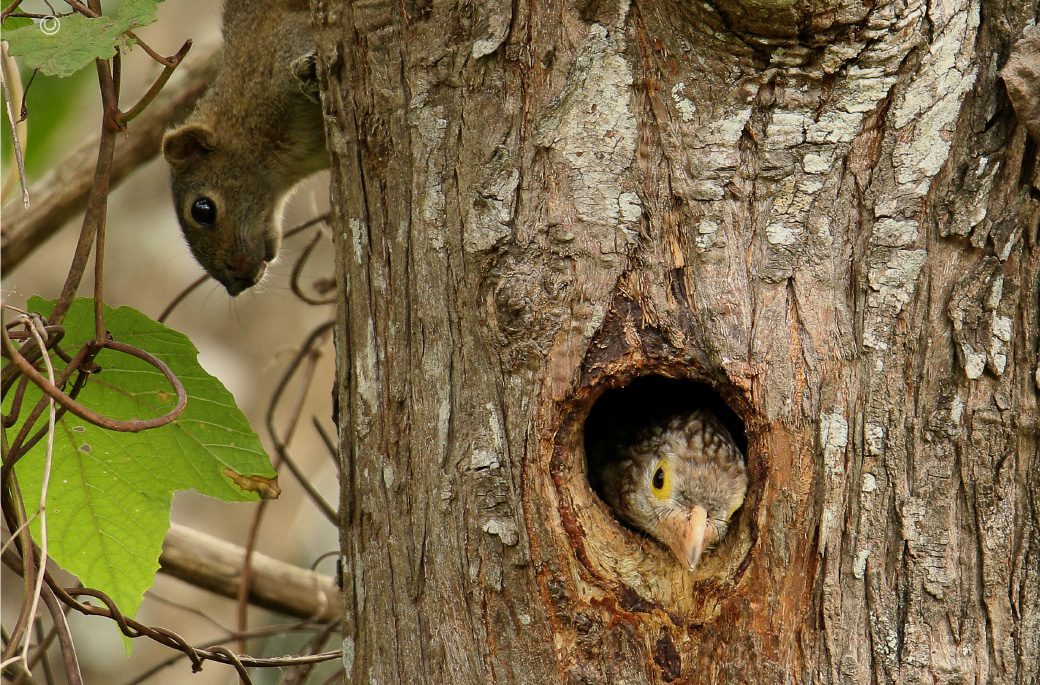 The Linieted Barbet and A Squirrel, by Saniar Rahman Rahul - Wildlife Photography, Photography Awards, Photo of the Day, Nature Photography,  Art Photography