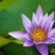 Lily in Purple, by Siew Bee Lim - Photo of the Day, Color Photography, Photography Awards, Art Photography, Online Photography Courses