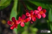 Little Red Flowers, by Siew Bee Lim - Color Photography, Photo of the Day, Photography Awards, Art Photography, Online Photography Courses