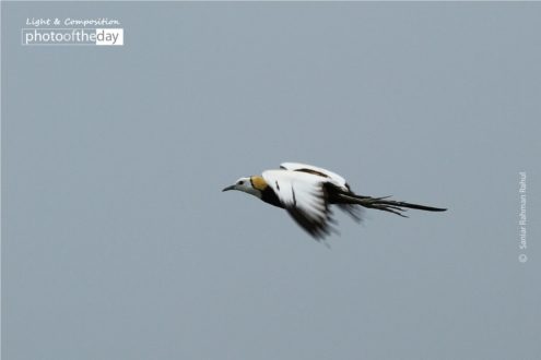 Jol Moyur, by Saniar Rahman Rahul - Wildlife Photography, Photo of the Day, Award Winning Photography, Nature Photography, Photojournalism