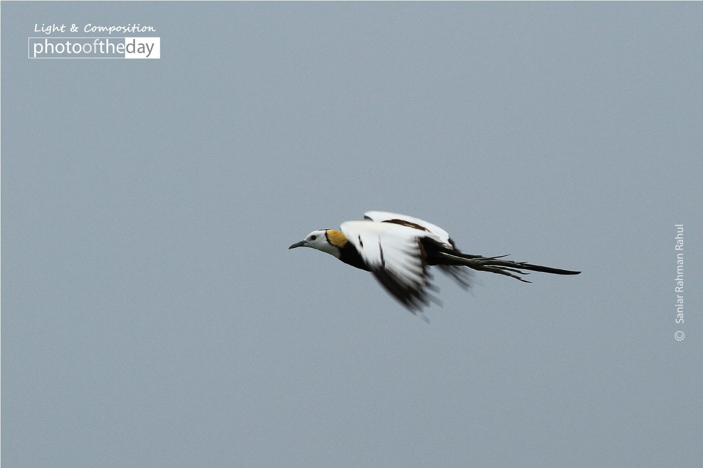 Jol Moyur, by Saniar Rahman Rahul - Wildlife Photography, Photo of the Day, Award Winning Photography, Nature Photography, Photojournalism