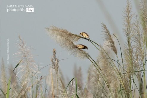 Black Breasted Weaver, by Saniar Rahman Rahul - Wildlife Photography, Photography Awards, Photo of the Day, Black Breasted Weaver, Nature Photography