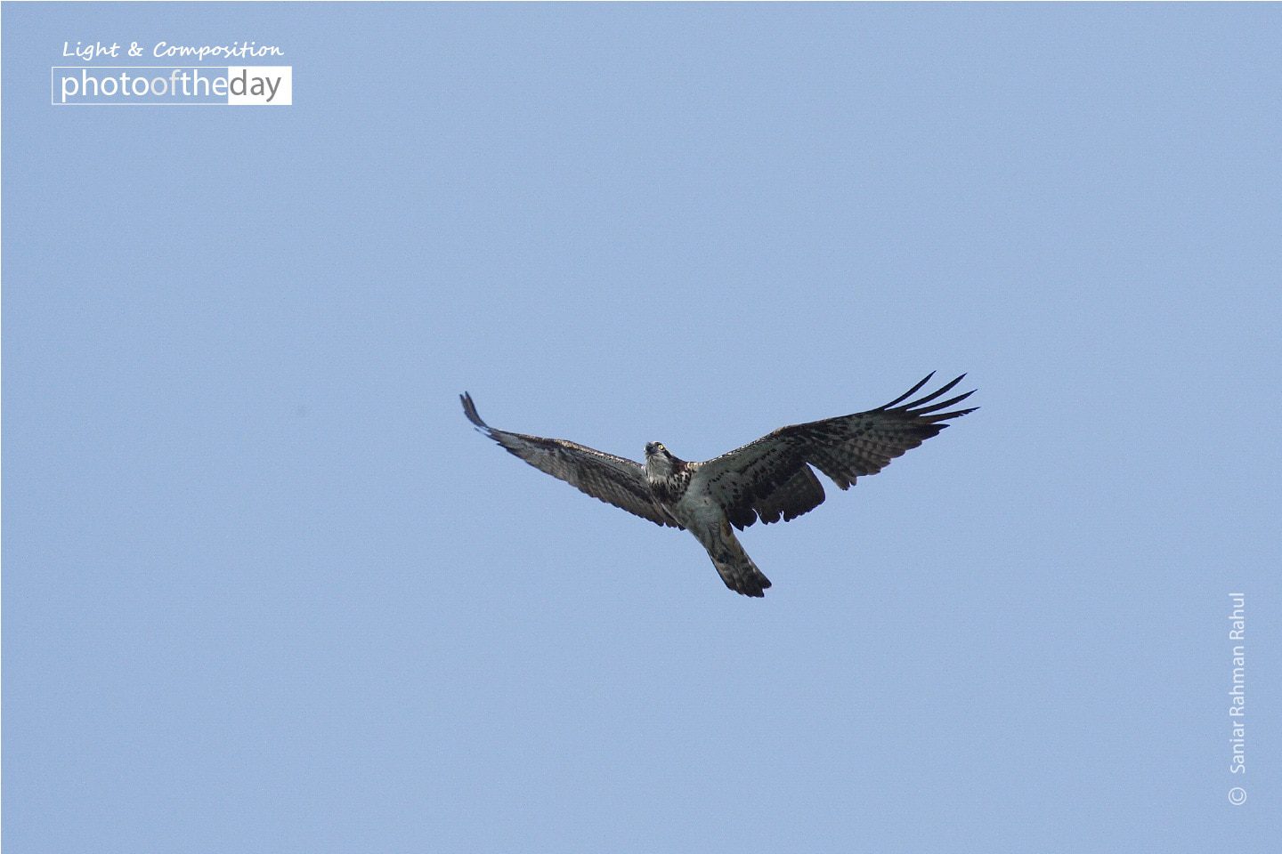 The Osprey, by Saniar Rahman Rahul The Osprey, by Saniar Rahman Rahul - Wildlife Photography, Photo of the Day, Osprey Photography, Photography Awards, Light & Composition University