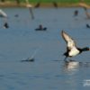 The Tufted Duck, by Saniar Rahman Rahul - Wildlife Photography, Photo of the Day, Photography Awards, Tufted Duck, Saniar Rahman Rahul