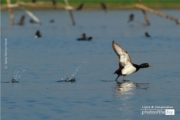 The Tufted Duck, by Saniar Rahman Rahul - Wildlife Photography, Photo of the Day, Photography Awards, Tufted Duck, Saniar Rahman Rahul