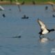 Photo of the Month | 2018 | January The Tufted Duck, by Saniar Rahman Rahul - Wildlife Photography, Photo of the Day, Photography Awards, Tufted Duck, Saniar Rahman Rahul
