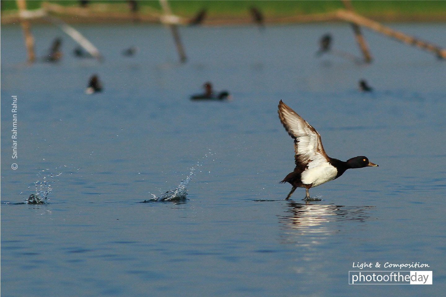 The Tufted Duck, by Saniar Rahman Rahul - Wildlife Photography, Photo of the Day, Photography Awards, Tufted Duck, Saniar Rahman Rahul