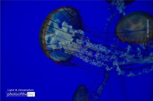 Jelly blues, by Rasha Rashad - Underwater Photography, Jellyfish Photography, Photo of the Day, Rasha Rashad,  Award-Winning Photography