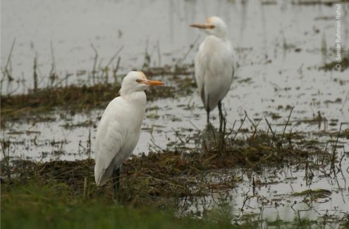 Cattle Egrets, by Saniar Rahman Rahul - Wildlife Photography, Cattle Egrets, Nature Photography, Photo of the Day, Photography Awards
