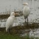 Cattle Egrets, by Saniar Rahman Rahul - Wildlife Photography, Cattle Egrets, Nature Photography, Photo of the Day, Photography Awards