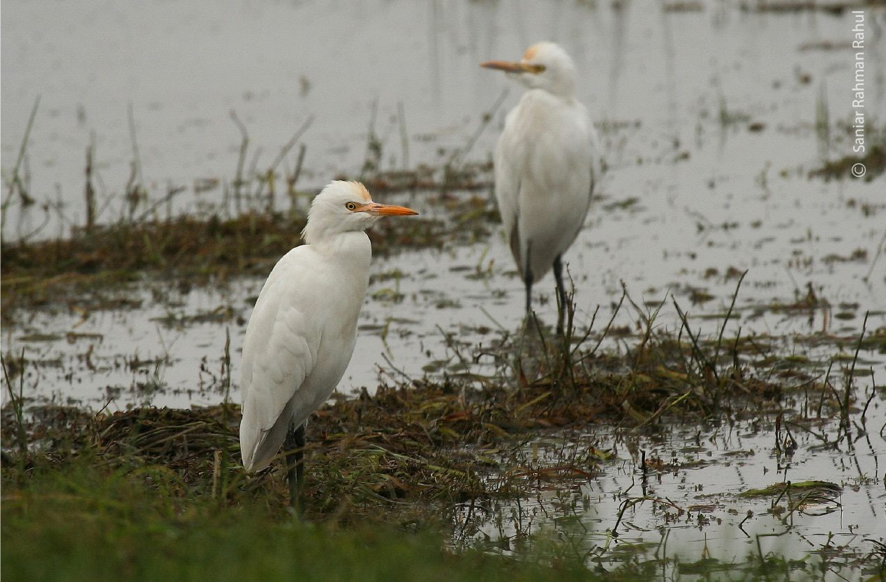 Cattle Egrets, by Saniar Rahman Rahul Cattle Egrets, by Saniar Rahman Rahul - Wildlife Photography, Cattle Egrets, Nature Photography, Photo of the Day, Photography Awards