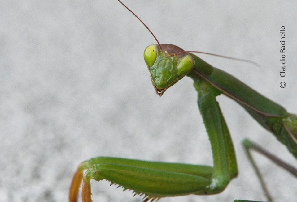 Striking a Pose, by Claudio Bacinello Striking a Pose, by Claudio Bacinello - Close-up Photography, Award Winning Photography, Nature Photography, Macro Photography, Photo of the Day