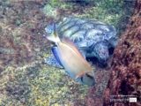 Smiling Fish and Turtle, by Tisha Clinkenbeard - Underwater Photography, Photo of the Day, Nature Photography, Award Winning Photography, Tisha Clinkenbeard