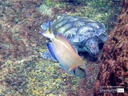 Smiling Fish and Turtle, by Tisha Clinkenbeard - Underwater Photography, Photo of the Day, Nature Photography, Award Winning Photography, Tisha Clinkenbeard