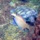 Smiling Fish and Turtle, by Tisha Clinkenbeard - Underwater Photography, Photo of the Day, Nature Photography, Award Winning Photography, Tisha Clinkenbeard