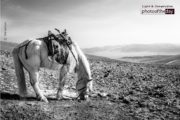 Photojournalism, Photography Awards, Black and White Photography, Art Photography, Photo of the Day – A Horse Grazes on the Mountain, by Shirren Lim A Horse Grazes on the Mountain, by Shirren Lim - Photojournalism, Photography Awards, Black and White Photography, Art Photography, Photo of the Day