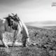 A Horse Grazes on the Mountain, by Shirren Lim - Photojournalism, Photography Awards, Black and White Photography, Art Photography, Photo of the Day