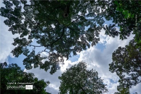 Leaves Laces, by Ng You Way - Nature Photography, Photography Awards, Photo of the Day, Art Photography, Online Photography Courses