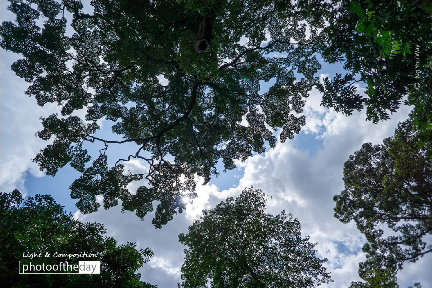 Leaves Laces, by Ng You Way - Nature Photography, Photography Awards, Photo of the Day, Art Photography, Online Photography Courses