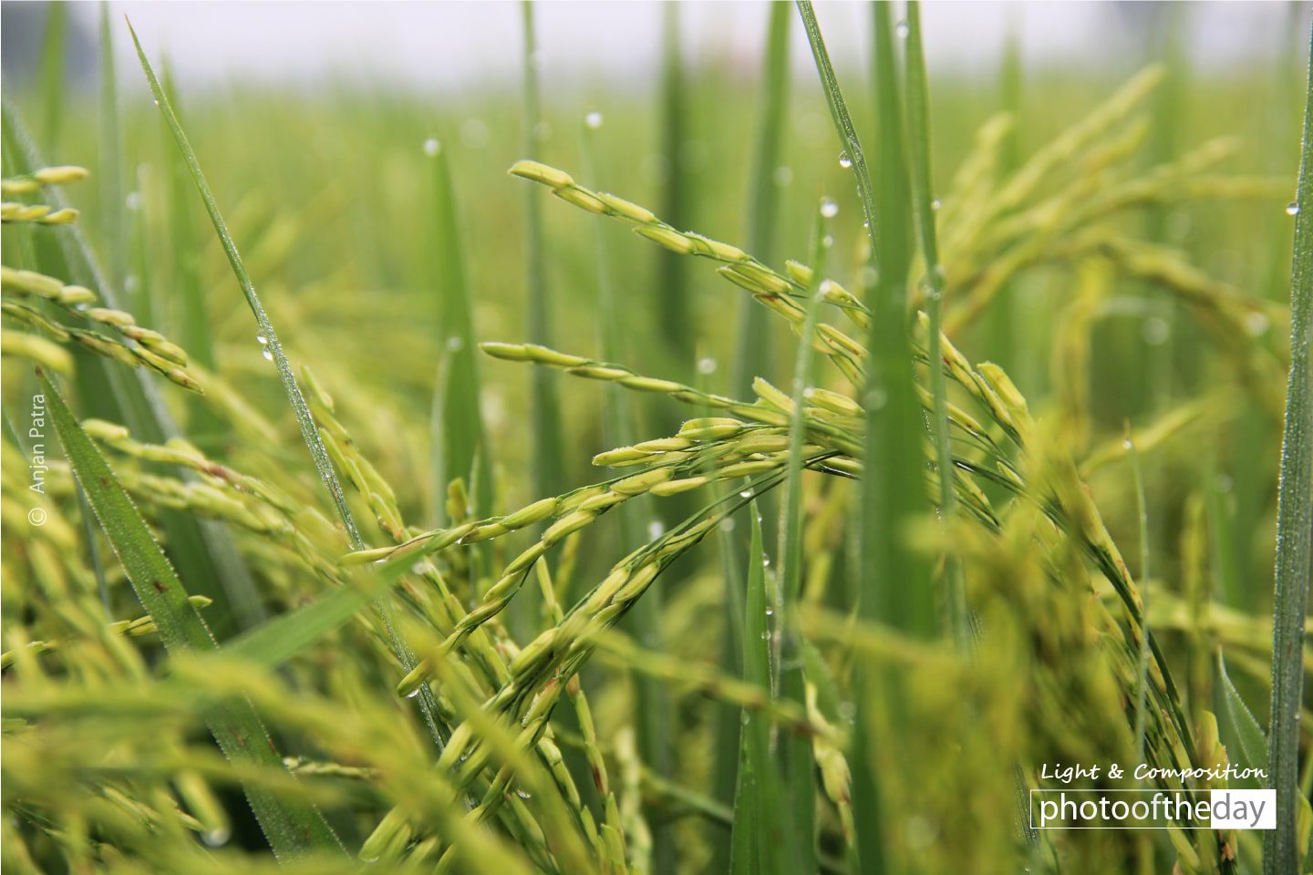 Cultivation Time, by Anjan Patra - Nature Photography, Photography Awards, Photo of the Day, Anjan Patra, Landscape Photography