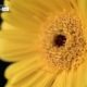 Gerbera Close-up, by Ola Cedell Gerbera Close-up, by Ola Cedell - Close-up Photography, Macro Photography, Photo of the Day, Gerbera, Photography Awards